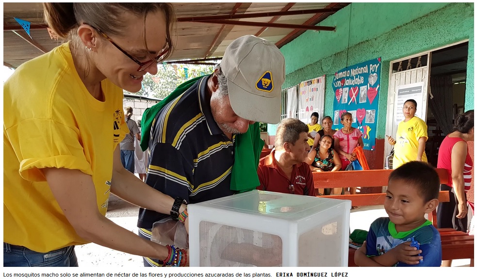 Esterilizar mosquitos, la respuesta para erradicar dengue, zika y chikungunya en México