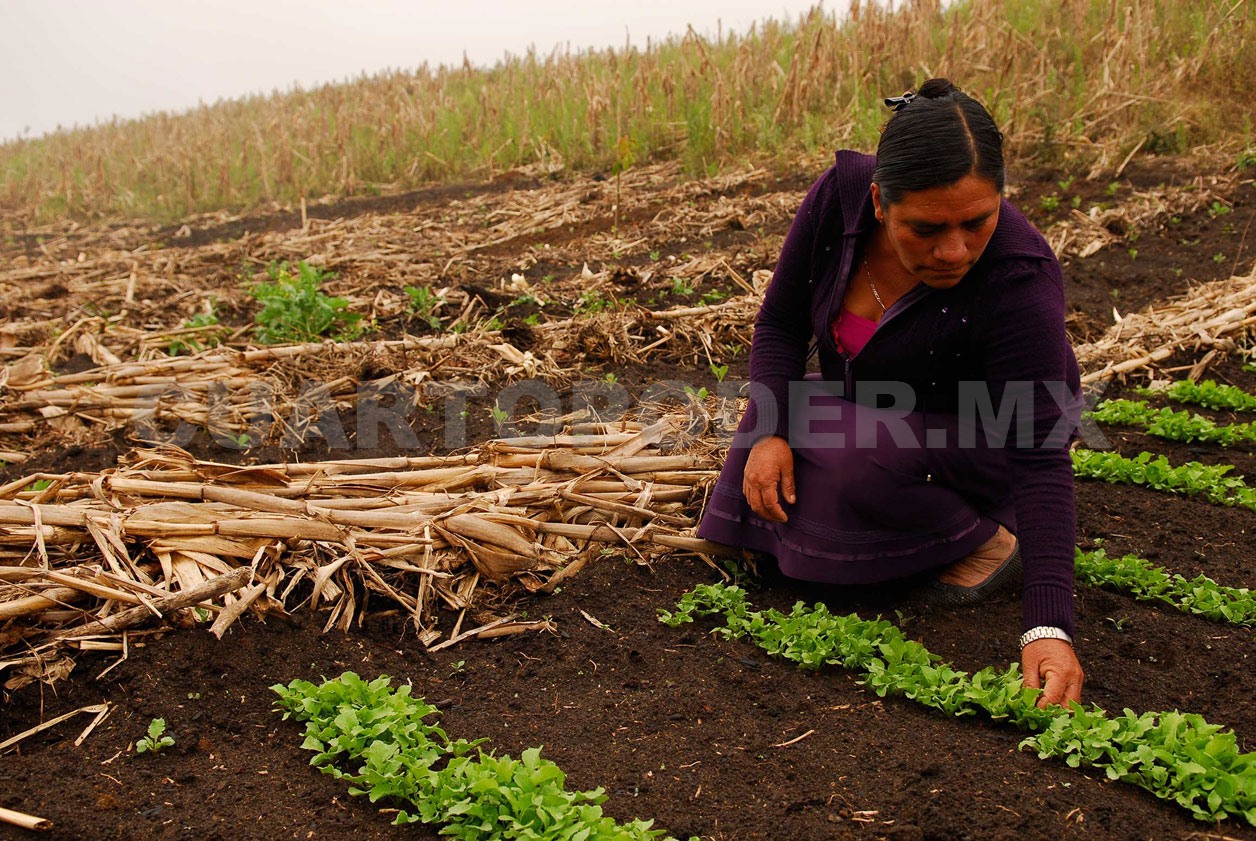 Detectan tendencia de abandono de la milpa