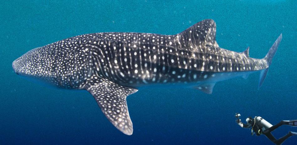El tiburón ballena, cada vez más en peligro de extinción