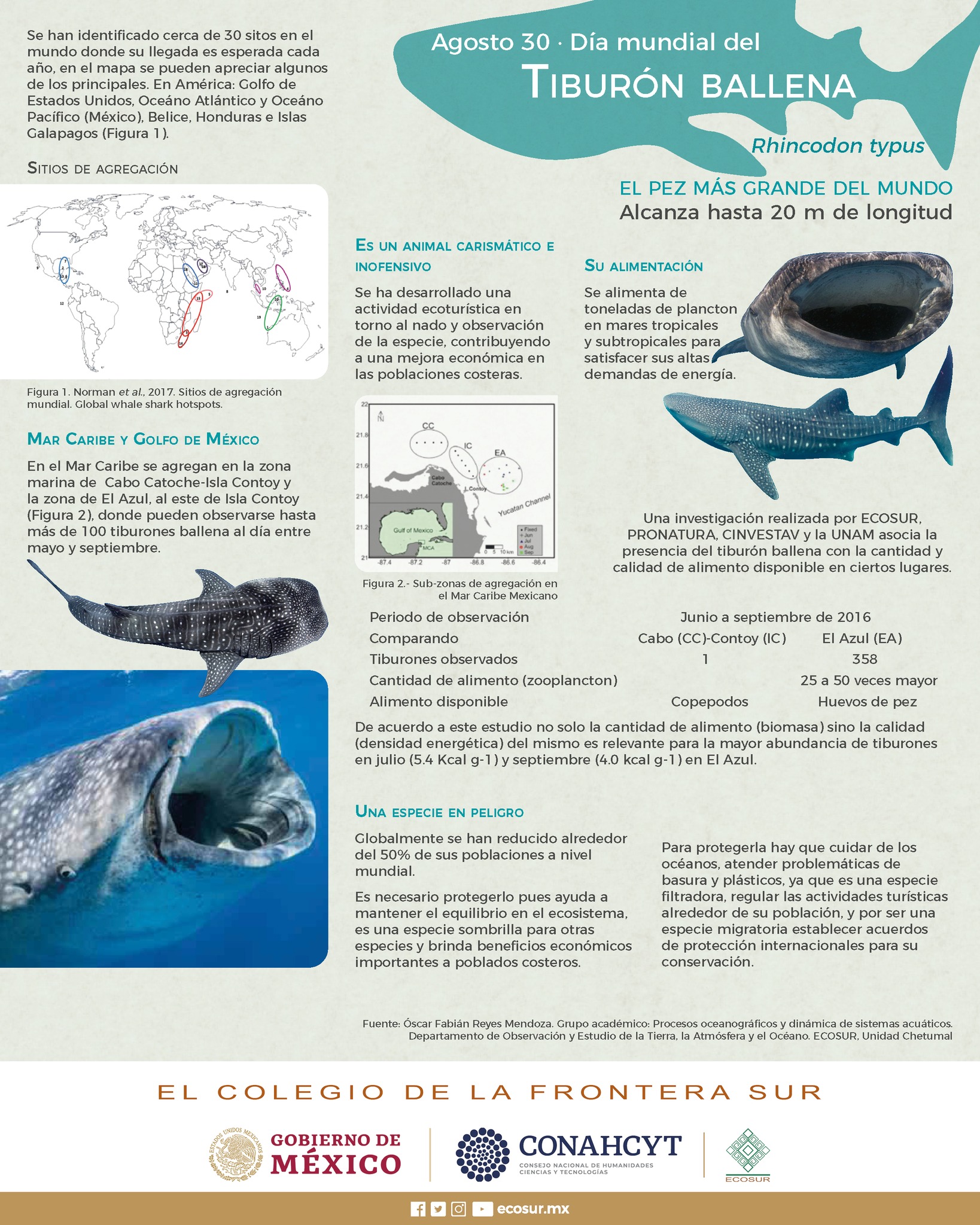 30 de agosto. Día mundial del Tiburón Ballena