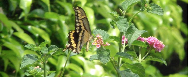 La expansión agrícola y la persistencia de los insectos