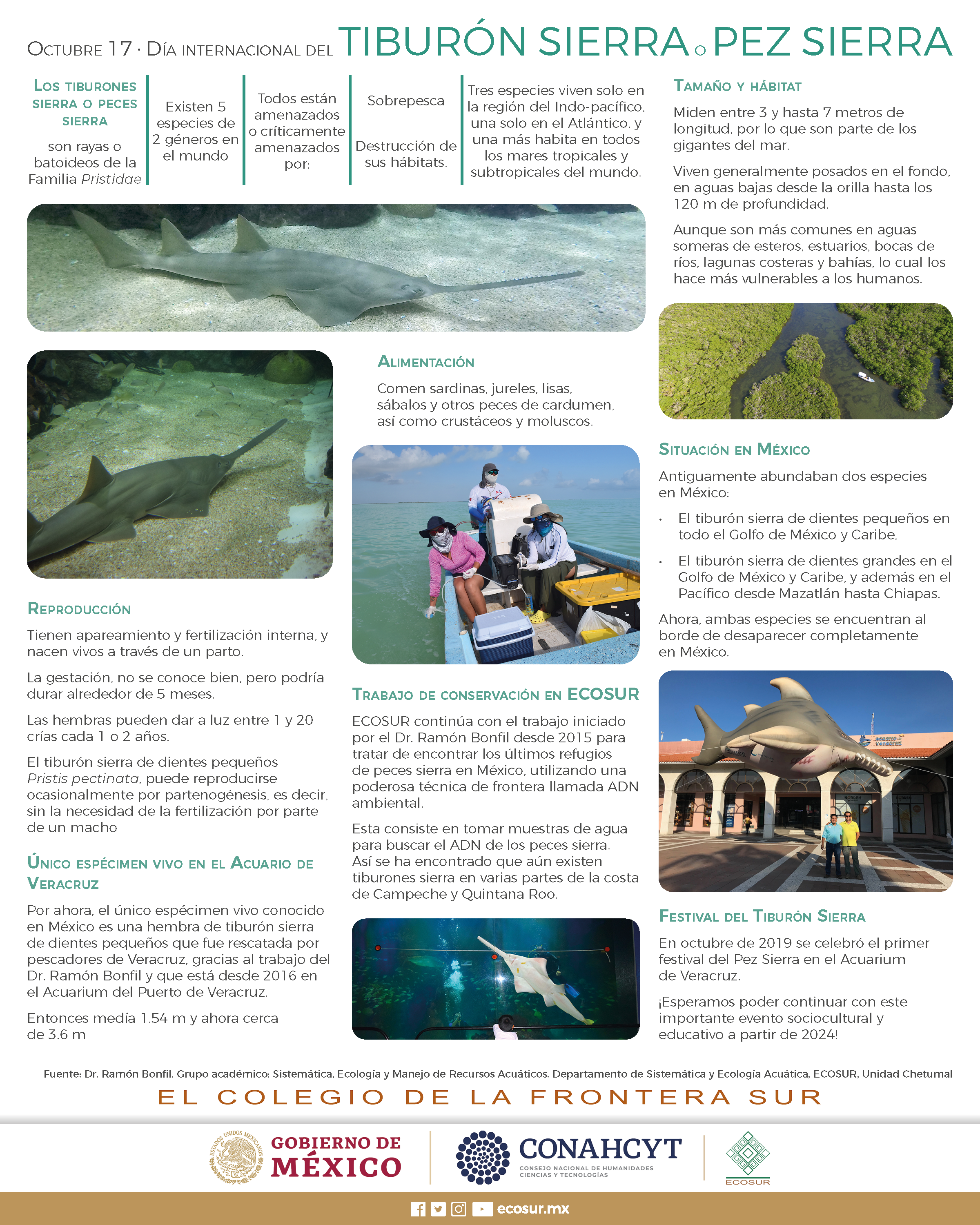 17 de octubre, Día Internacional del tiburón sierra o pez sierra