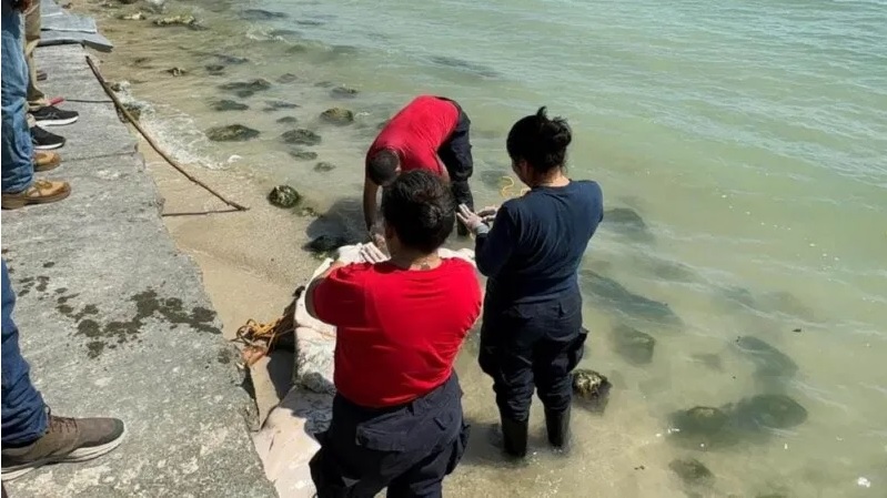 Hallan cadáver de manatí en el bulevar Bahía de Chetumal