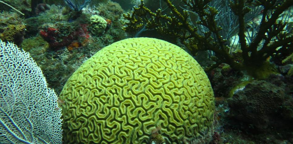 Arrecifes de coral, refugio y sustento para la vida