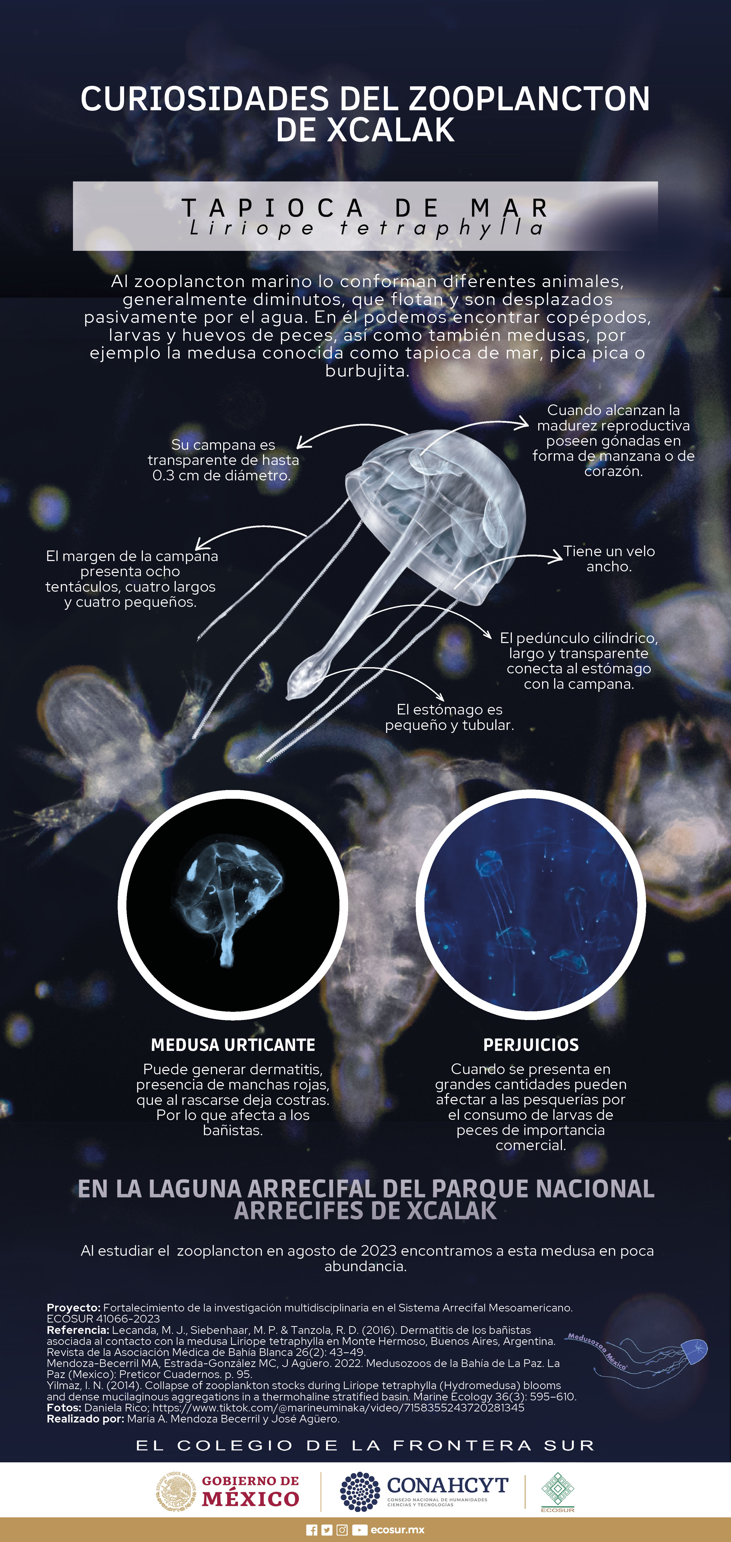 Curiosidades del zooplancton de Xcalak