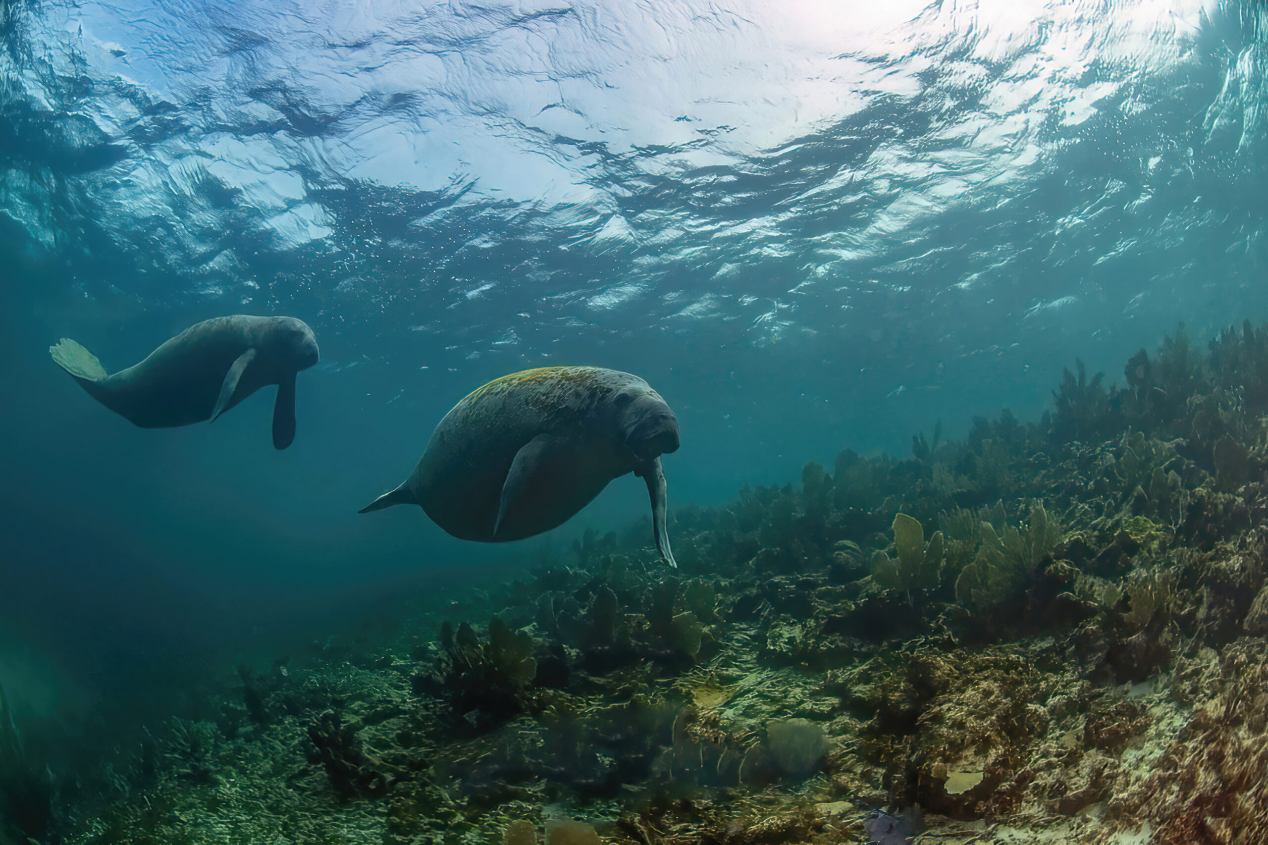 Fotogalería Ecofronteras 80: Manatíes de la costa maya