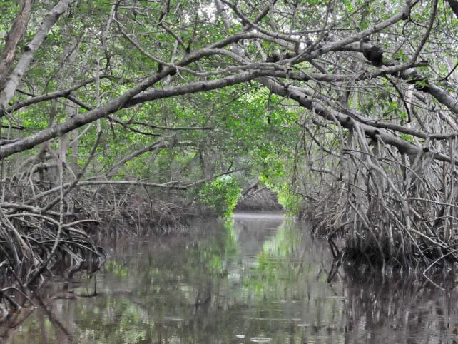 Inundaciones y menos pesca por rectificar ríos