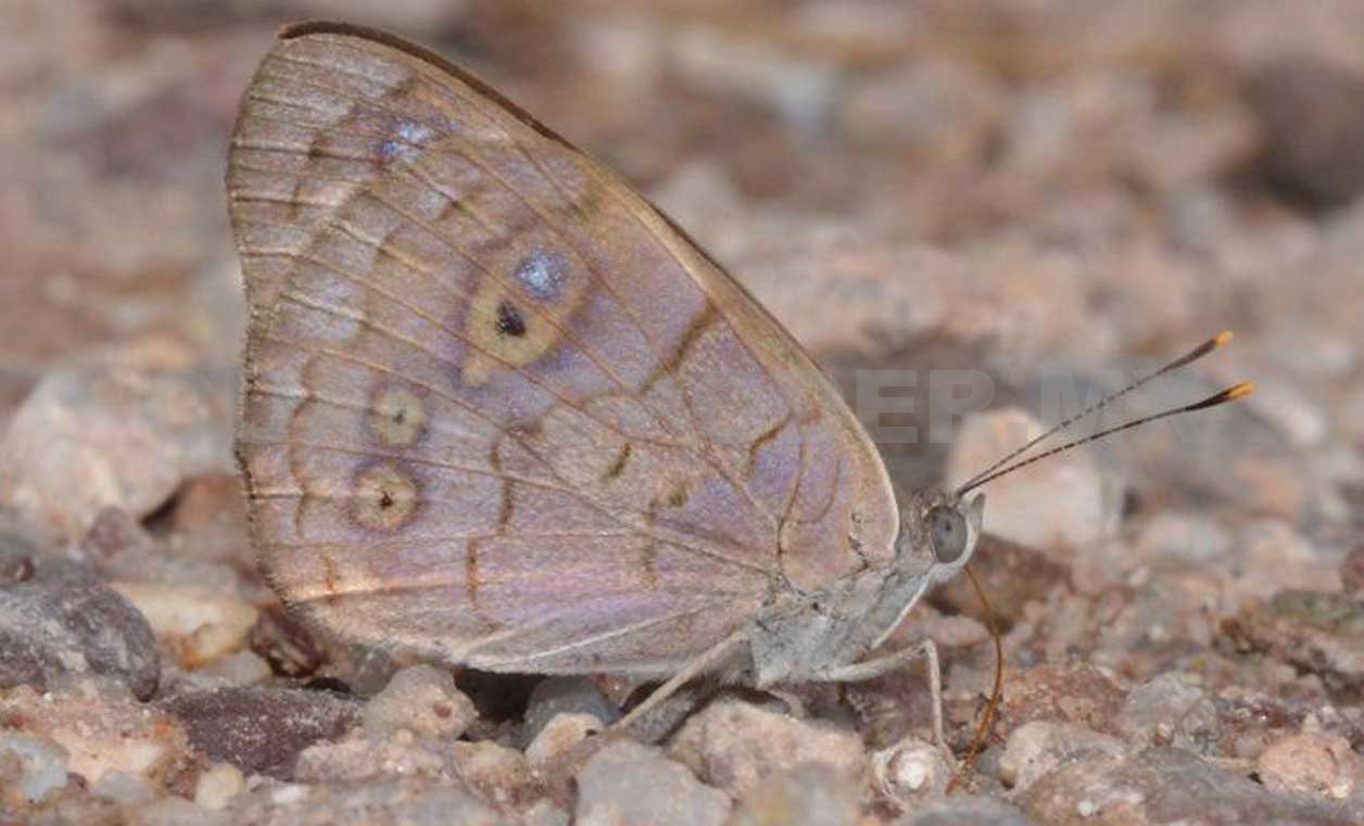 Mariposas migratorias se hallan en peligro