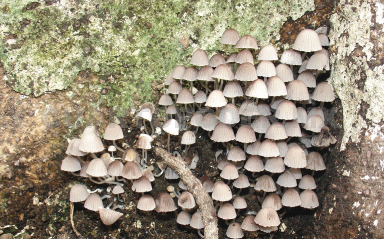 Analizan hongos macroscópicos en el volcán Tacaná