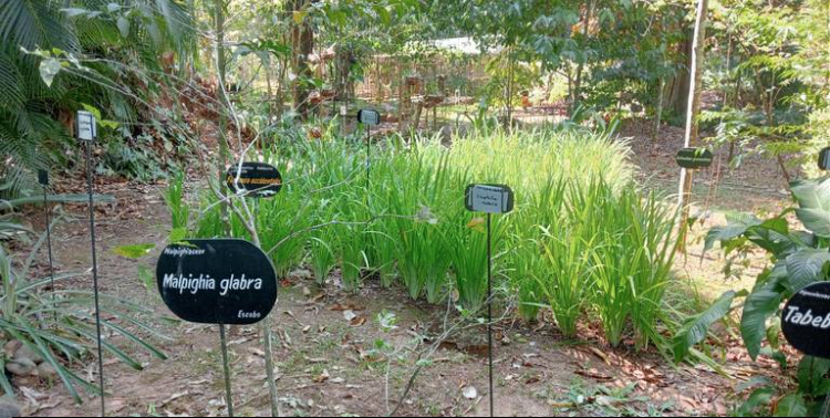 El Jardín Etnobiológico de la Selva del Soconusco en la lucha contra la sequía