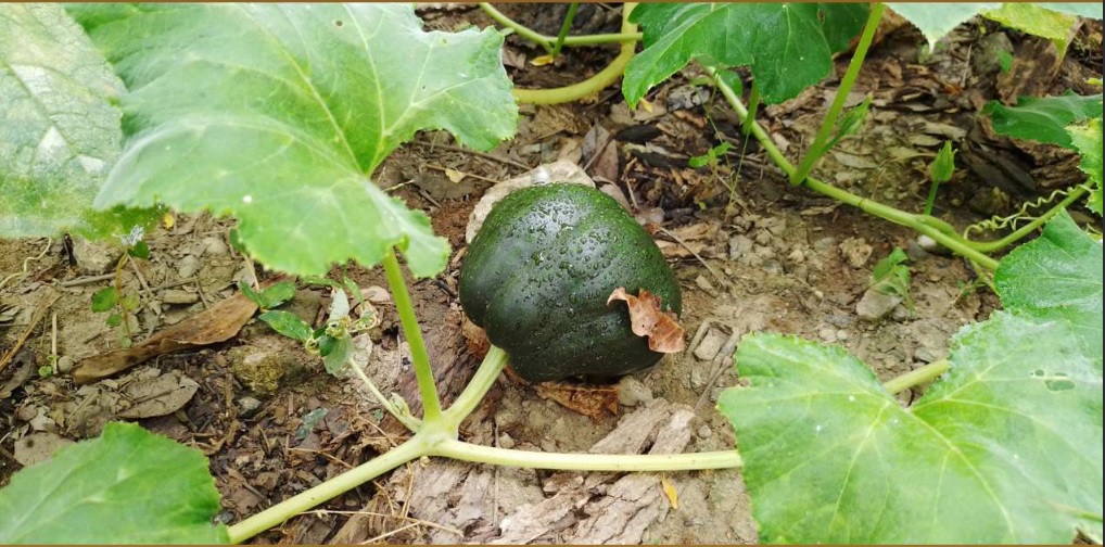 Huertos familiares de Tabasco: aproximaciones ecológicas y sociales