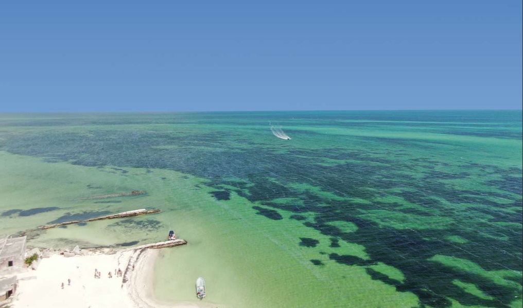 Nematofauna bajo el lente: explorando el uso de la secuenciación masiva en el Caribe mexicano en tiempos de sargazo