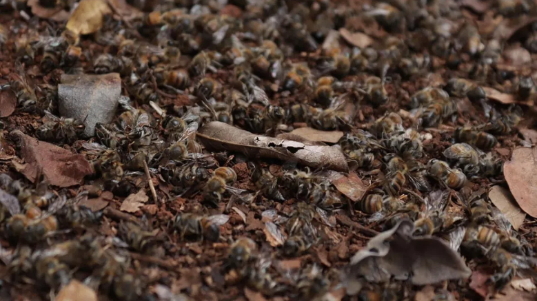 Muerte masiva abejas deja pérdidas por 2.4 mdp