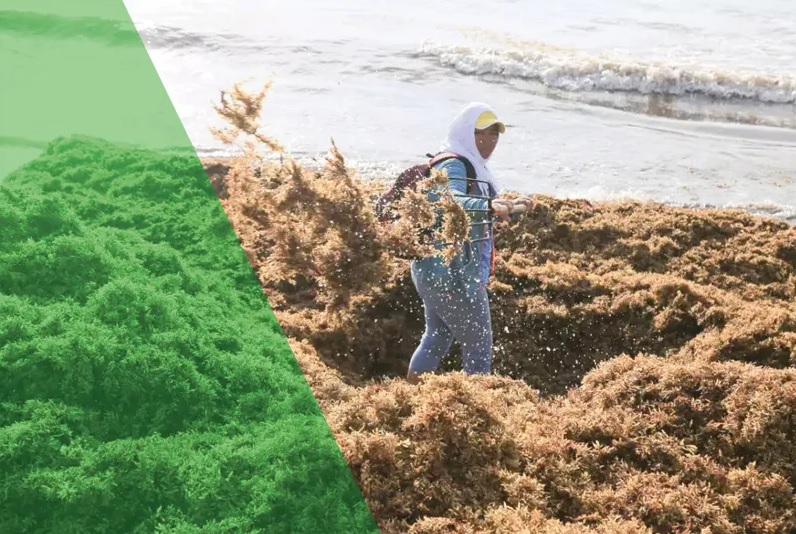 Sargazo: de guarderías flotantes a camas asfixiantes