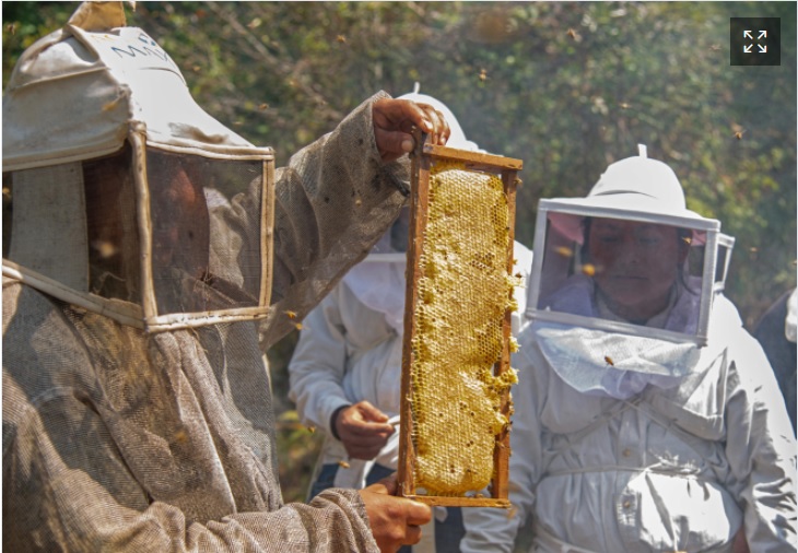 Mujeres indígenas luchan contra la crisis climática al salvar abejas en el sur de México