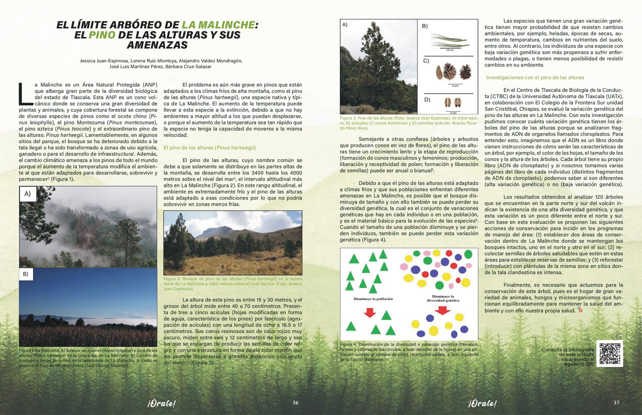 El límite arbóreo de la Malinche: el pino de las alturas y sus amenazas