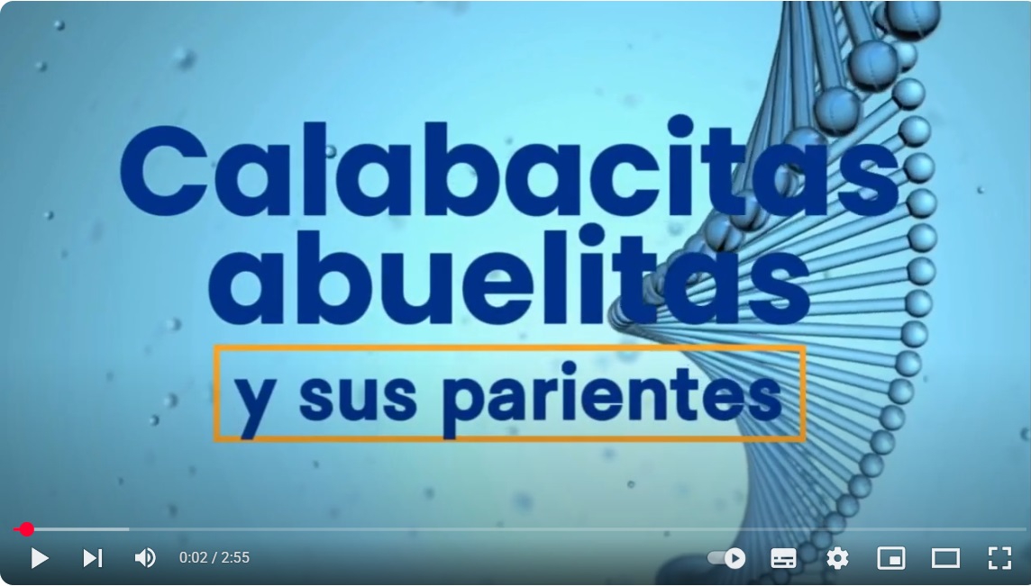 Calabacitas abuelitas