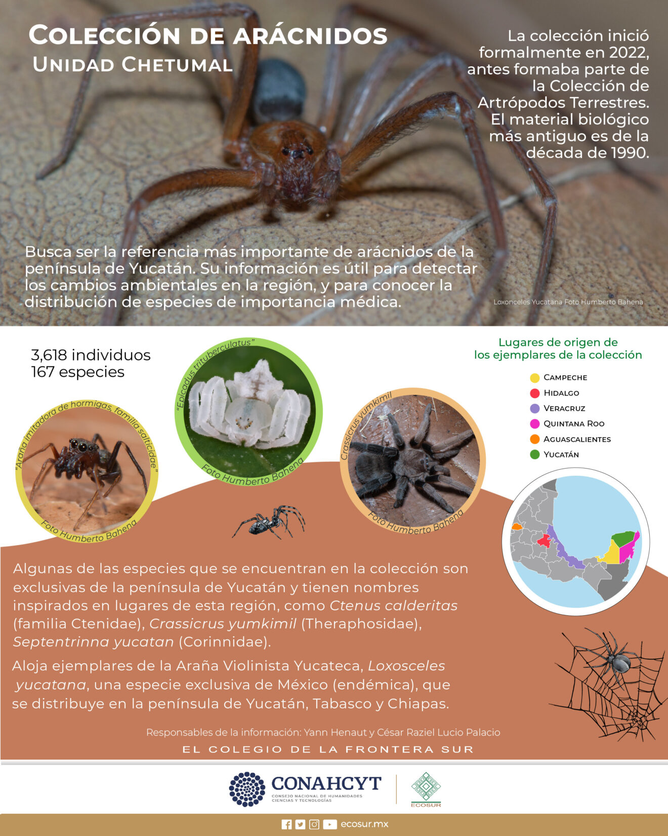 Colección de arácnidos. Unidad Chetumal - Portal de El Colegio de la