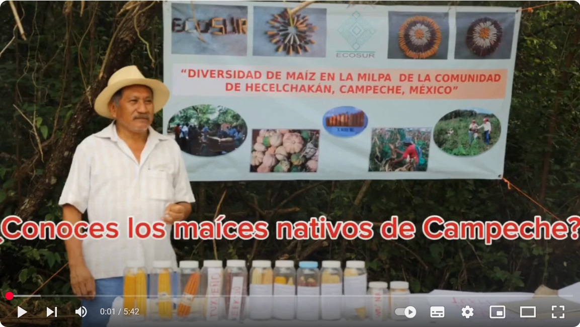 Maíces nativos de Campeche
