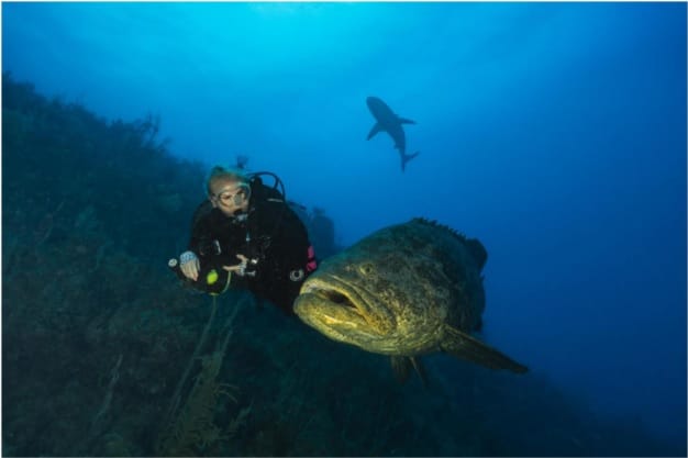El desencanto de la pesca en México: reflexiones de un viaje por la costa de Yucatán en busca de la Cherna