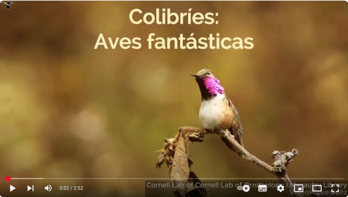 Colibríes. Aves fantásticas