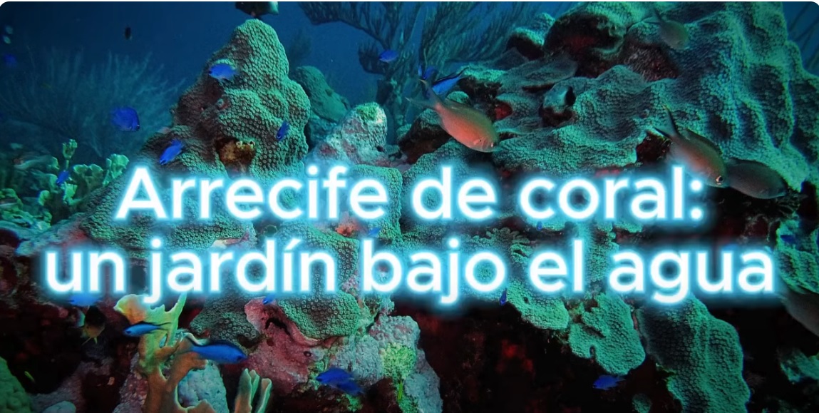 Arrecife de coral: Un jardín bajo el agua