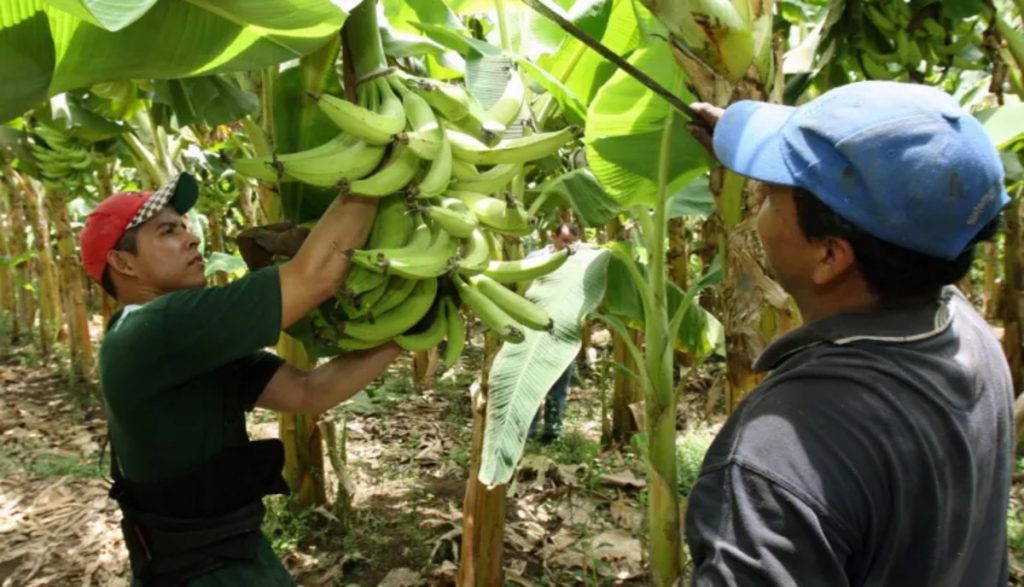 Migración arrasó con los cultivos