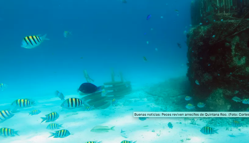 Buenas noticias: Peces reviven arrecifes de Quintana Roo