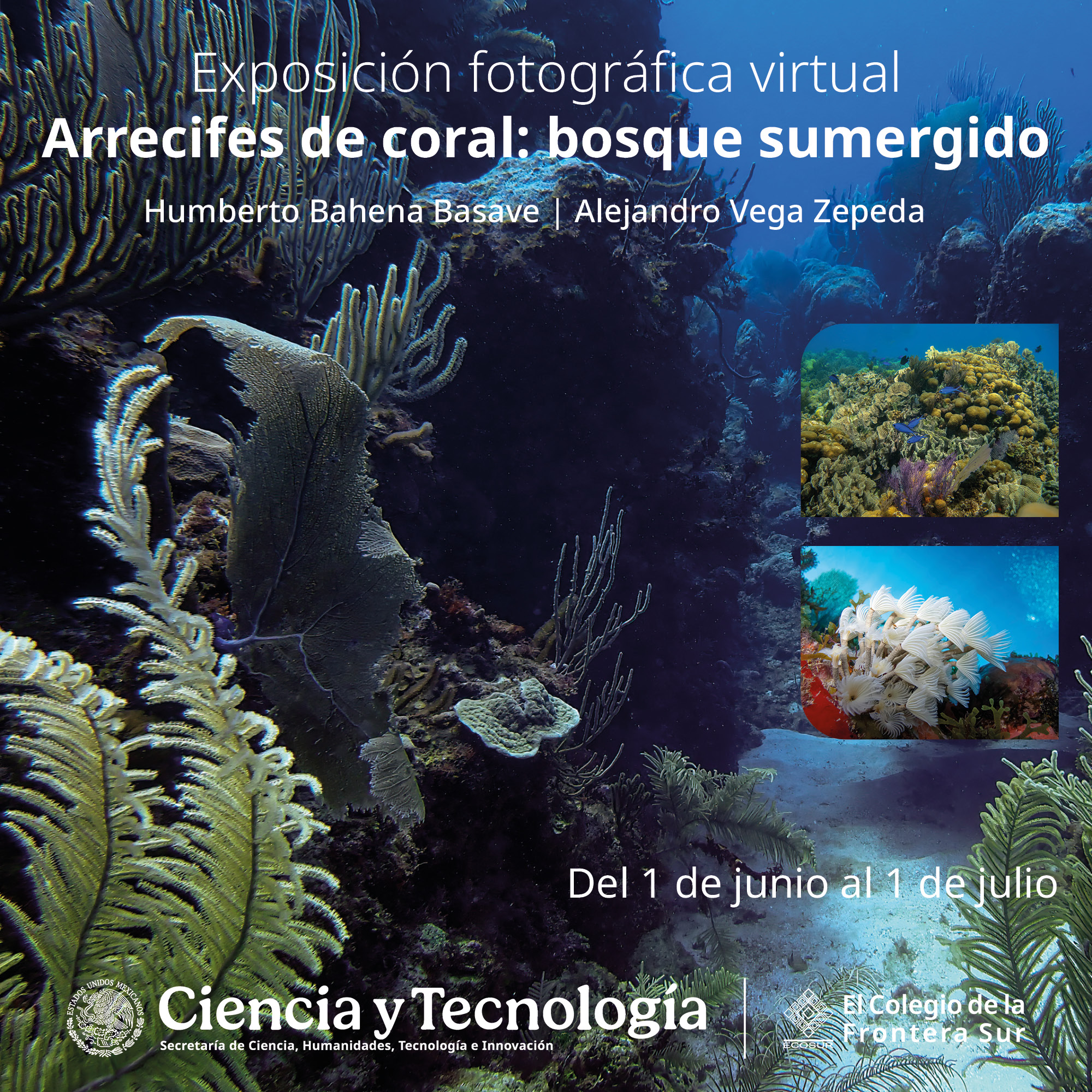 Exposición fotográfica virtual “Arrecifes de coral: bosque sumergido”