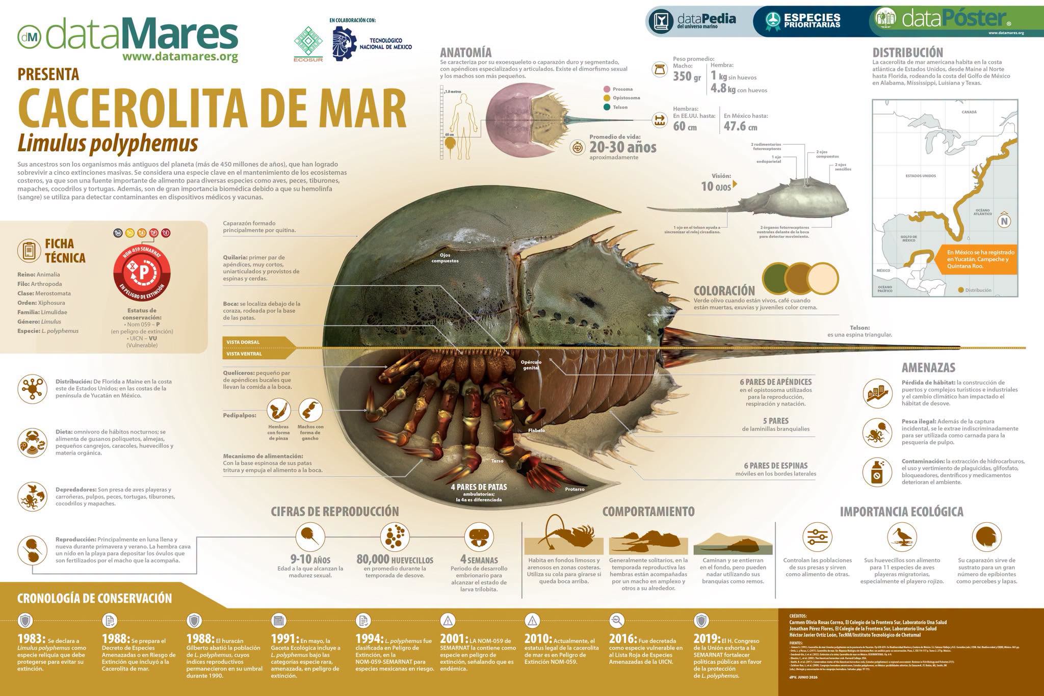 Cacerolita de mar